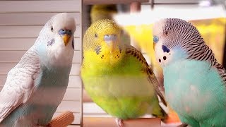 Parakeet Sounds  Budgies singing [upl. by Nolie]