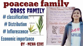 poaceaeGramineaeGrass Family class 11th 12th Bsc  Msc  economic importance by neha giri [upl. by Thedric831]