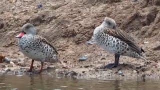 Cape teal Anas capensis at Safarihoek  Namibia  africamcom [upl. by Yllehs]