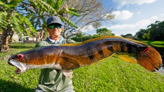 Most INVASIVE FISH in FloridaCatch Clean Cook Bullseye Snakehead [upl. by Leena214]