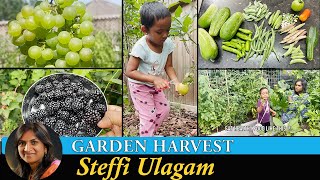 Harvesting Vegetables from the Garden in Tamil  காய்கறி அறுவடை  Steffi Ulagam [upl. by Ettenot461]