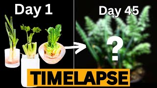 Regrowing VEGGIES from Kitchen Scraps in TIMELAPSE  Does it really work [upl. by Mor]