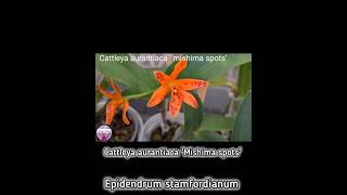 Let me present Epidendrum stamfordianum cattleya aurantiaca Mishima spots amp Ionocidium Popcorn H [upl. by Ailssa]