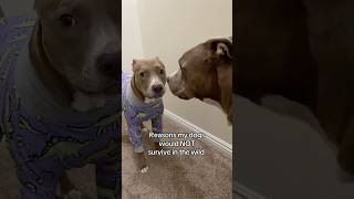 Wouldn’t last a day 😂 dogs dogshorts funny funnypets shortvideo [upl. by Teage]