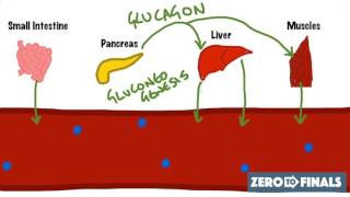 Blood Glucose Regulation and Diabetes [upl. by Kilar]