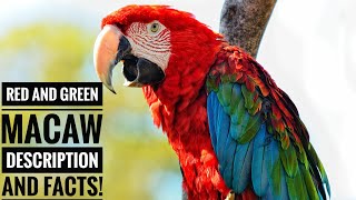 Red and Green Macaw  Description and Facts [upl. by Miles]