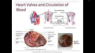 HeartTrabeculae Carneae Papillary Muscles Chordae Tendineae [upl. by Elstan]