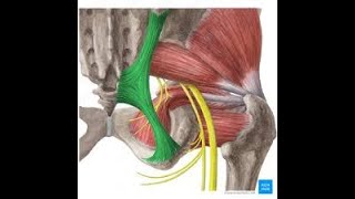 iliofemoral ligament [upl. by Mcgee]