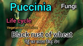 puccinia graminis life cycle Puccinia graminis characteristics Black rust of wheat Fungi कवक [upl. by Steel]