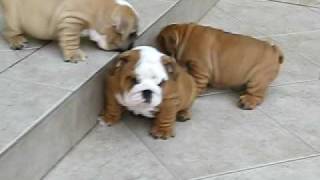 Beyonce Dracon e Kaizen filhotes de bulldog [upl. by Marillin]