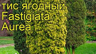 Тис ягодный Фастигиата Ауреа Краткий обзор описание характеристик taxus baccata Fastigiata Aurea [upl. by Nrubyar]