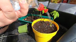 Starting a Horse Chestnut Bonsai From Seed April 2020 [upl. by Inaboy]