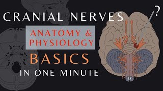 Cranial Nerve Basics Part 1  Easy QuickReview  Anatomy amp physiology  cranialnerves shorts [upl. by Nert]