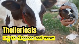 Theileriosis How to diagnose and treat Theileriosis in calves with exophthalmia Theileria [upl. by Isaacs]