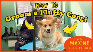 How to Groom the FLUFFIEST CORGI on Instagram [upl. by Glenden856]