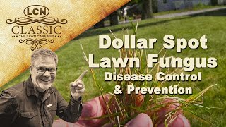 Dollar Spot Lawn Fungus  Disease Control and Prevention [upl. by Anaynek]