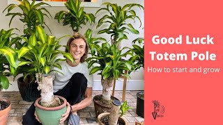 Good Luck Totem Pole Growing Guide  Brazilian Wood Plant  Dracaena fragrans [upl. by Faust]