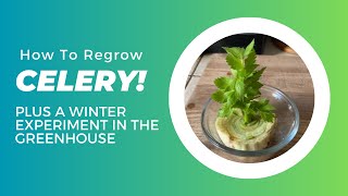 How To Regrow Your Celery Plus A Winter Experiment [upl. by Fahy638]