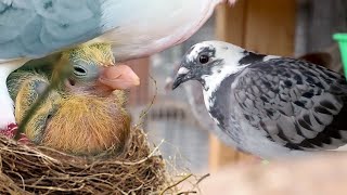 We secretly raised PIGEONS for 8 months Here’s what happened [upl. by Damien]