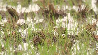 ♪鳥くん野鳥動画（石垣島）カラフトチュウヒバリ [upl. by Inattirb]