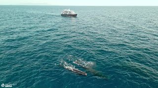 Indonesia The Cetacean Highway  Encounter Eight Different Cetaceans in One Cruise [upl. by Nieberg780]