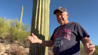 Giant Saguaro [upl. by Zolner]