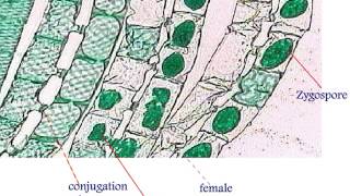 Spirogyra Life Cycle [upl. by Adoc]