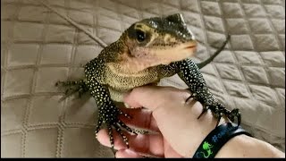 Following my lizard around while he free roams reptiles monitorlizard varanus petlizard animals [upl. by Norrehs]