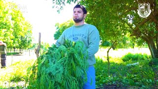 Leucaena alimento para el ganado [upl. by Llevert]