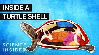 What’s Inside A Turtle Shell [upl. by Yesac]