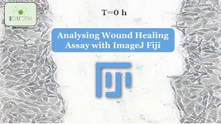 Unlock the Secrets of Wound Healing Learn How to Analyze Scratch Assays with ImageJ [upl. by Junji]