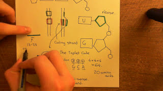 Antisense Oligonucleotides Part 2 [upl. by Anastasio]