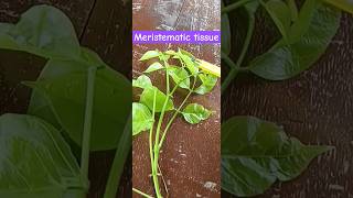 Meristematic tissue shortvideo viralvideo neet [upl. by Nahor697]