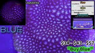 Leptastrea  Blue [upl. by Agnew]