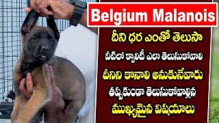 Belgium Malanois Complete Information Include Price and Maintenance  Danny Kennels  Playeven [upl. by Sudnor]