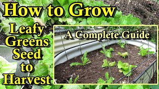 How to Grow Lettuce Spinach amp Other Leafy Greens in the Spring Summer amp Fall Seed to Harvest [upl. by Chadd]