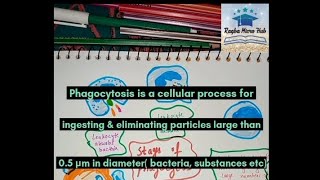 what is Phagocytosis 6 stages of phagocytosis phagocytosis microbiology immunity [upl. by Ahcatan]