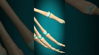 Metacarpophalangeal joint interphalangeal joint of hand flexion extension fingerjoints [upl. by Winterbottom]