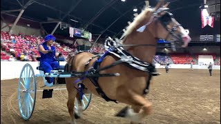 2024 Ohio State Fair Horse Show [upl. by Ellerehs]