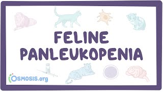 Feline panleukopenia [upl. by Uziel]