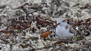 How Were Saving Snowy Plovers [upl. by Garrison]