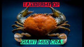 Taxidermy of the Giant Mud Crab Scylla serrata [upl. by Diskin]