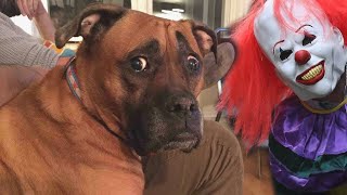 Funny Cats and Dogs Scared Of Halloween  Try Not To Laugh 😂  Cool Pets [upl. by Duwe]