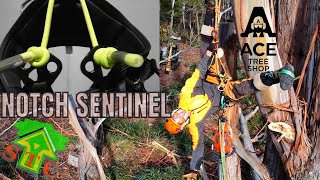 NEW CLIMBING SYSTEM PART 2  Notch Harness Tried and Tested  BIG AUSSIE GUM TREE [upl. by Shaefer64]