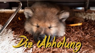 Wir holen unseren Welpen Akamaru ab 🐶 Eurasier 8 Wochen alt  Life of Akamaru 002 [upl. by Philander118]