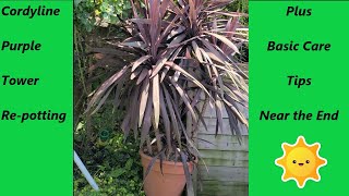 Cordyline Purple Tower Repot and Care [upl. by Sinnelg]