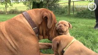 Bordeauxdog met 18 pups in Deest [upl. by Vicki]