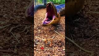 Witness the amazing animal transformation 💥short animalsofyoutube shorts [upl. by Decima945]