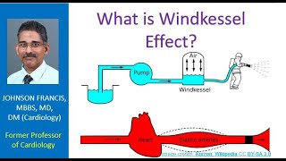 What is Windkessel Effect [upl. by Marl]