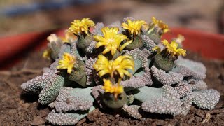 Cuidados de la Titanopsis calcarea  Piedra Viva  Hoja de Cemento [upl. by Cirdahc]